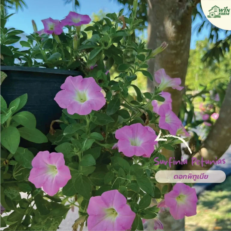 ดอกพิทูเนีย (Surfinia Petunias)