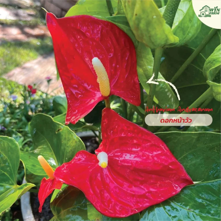 ดอกหน้าวัว (Anthurium Andraeanum)