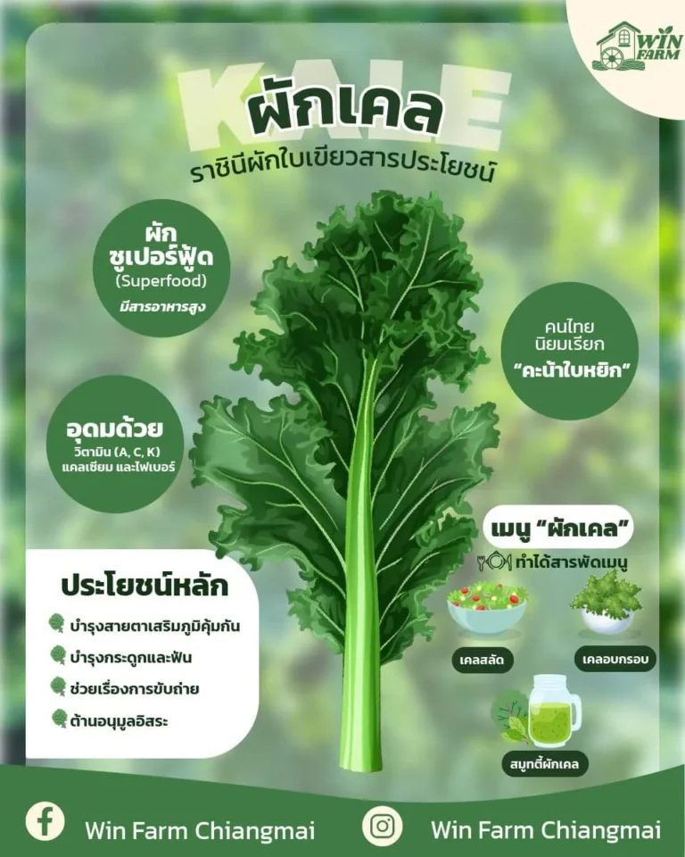 ประโยชน์ของผักเคล ราชินีผักใบเขียว